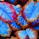 Rare 100 pcs Exotic Thailand Caladium Bicolor Bonsai Balcony Burnt Rose Elephant Ear Flower