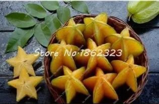 Rare 100 pcs Imported Carambola Seed Star Fruit Tree Shrub Organic Fruit