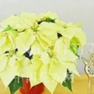 Rare 100 Seeds Imported Poinsettia DIY Potted Colorful Flower Indoor & Outdoor Flore Home