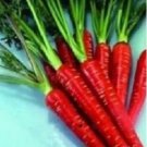 Rare 200 Carrot Bonsai Rare Edible Vegetable Seed Nutrition Non-GMO