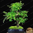 Rare 30 Chinese Elm Bonsai Tree Bonsai New Fresh Woody Perennial Outdoor