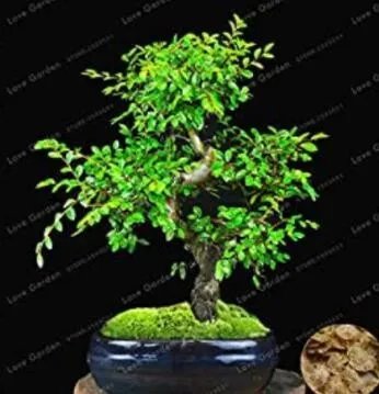 Rare 30 Chinese Elm Bonsai Tree Bonsai New Fresh Woody Perennial Outdoor