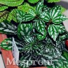Rare 100% Genuine Rare 50pcs Pilea Notata Bonsai, Bonsai Plants