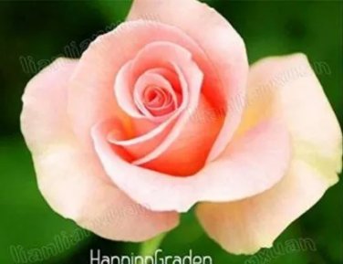 Rare 100 Pcs/Pack Blue Pink Rose Seeds, Rare Color, Rich Aroma