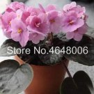 Rare 100 PCS Violet flower Seeds