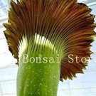 Rare 100 Pcs Cut Corpse Bonsai Flower Garden Perennial Potted
