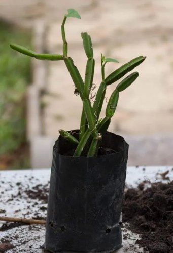 Rare Veldt Grape cissus quadrangularis Plant (RFS) Succulent Vine Climber 10 Seeds