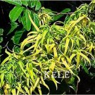 Rare 100 pieces per package Time-Limit!!Cananga odorata, Ylang-Ylang tree