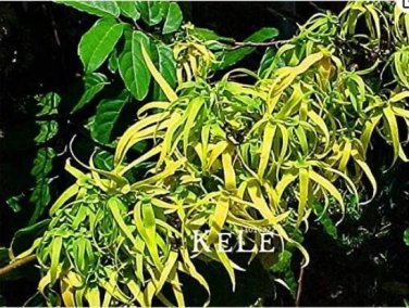 Rare 100 pieces per package Time-Limit!!Cananga odorata, Ylang-Ylang tree