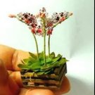 Rare 100 Hydroponic Orchid Seeds, Bonsai, Indoor Flowers