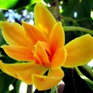 Rare 20 Seeds Michelia Champaca Magnolia Champaca Joy Perfume Tree