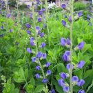 Rare 100 Seeds False Blue Indigo Seeds Non-Hybrid, Open-Pollinated