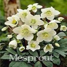 Rare 100 Pcs Helleborus (Christmas Rose) Novelty Plant, Helleborus Niger Bonsai White Flowers