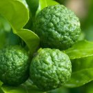 Rare 30 Seeds Thai Kaffir Lime Seeds Citrus Hystrix Bergamot Seeds
