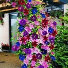 Rare 100 Pieces/Bag Clematis Garden Flower Clematis Vines Bonsai Flower