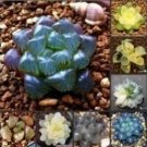Rare 50 Fresh Real Haworthia Cooperi Boulangerie Seeds
