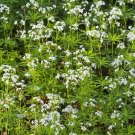 Rare 100 Seeds Sweet Woodruff White Galium odoratum Ground Cover Flowers
