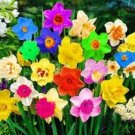 Rare 200 Pcs/Bag Rainbow Daffodil Bonsai Flowers Not Bulbs Perennial Indoor Double