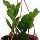 Rare Plant Zamioculca Zamiifolia 25 Seeds Hanging