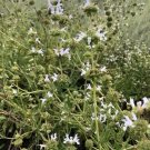Rare 100 Seeds Black Sage Seeds Salvia Mellifera Most Fragrant of Any Sage Variety