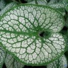 Rare 50 Seeds Sea Heart Brunnera Shade Blue Flowers Gallon Pot Seeds