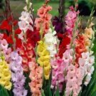 Rare 50 Pcs High Survival Rate Rare Striped Gladioli Gladiolus Seeds Plants