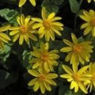 Rare 50 Arnica Montana Flower Seeds