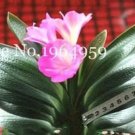 Rare 100PCS Clivia Miniata Bonsai Beautiful Rare Bush Kefir Lily Flower Seeds