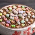 Rare 100 PCS Lithops Seeds Mixed