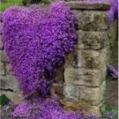 Rare 100 Pcs/Bag Creeping Thyme Bonsai or Blue Rock Bonsai Perennial Ground Cover Flower