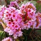 Rare Bergenia Heartleaf Pigsqueak Bergenia Cordifolia 50 Seeds