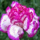 Rare 100 Pcs Carnation Bonsai Black Carnation Flower Dianthus caryophyllus Seeds
