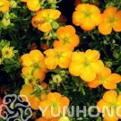 Rare 100 PCS Potentilla Fruticosa Flowerpot Plant Fruticosa Bonsai Plant Roots Seeds