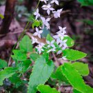 Rare 50PCS Superior Epimedium brevicornu Seeds China Herbs Perennial
