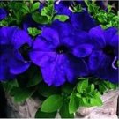 Rare 50 Pcs/Bag Rare Dipladenia Sanderi Seeds