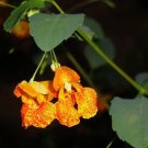 Rare Jewelweed Impatiens Capensis Native for Hummingbirds 50 Seeds Harvest Seeds