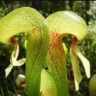 Rare Carnivorous Cobra Lily Darlingtonia Californica Flower (10 Seeds)