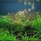 Rare 1000 SEEDS Mixed Aquatic Plants Bulk Aquarium Grass Water Mixed