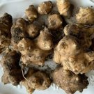 Rare 50 Seeds Organic Jerusalem Artichoke Roots Healthy Foods Selling