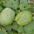 Rare 20pcs Fin Melon Chilacayote Fig Leaved Malabar Gourd Plant Seeds