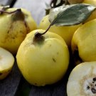 Rare 30 Seeds European Quince Seeds Non-Hybrid, Open-Pollinated