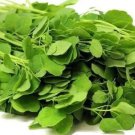Rare PAPALO SEED (50 Seeds) (Porophyllum ruderale) Papaloquelite,Bolivian Coriander.Organic Herb