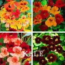 Rare 100 Creeping Tropaeolum majus Nasturtium Flower Seeds
