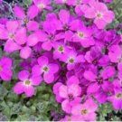 Rare 300 Creeping Thyme Seeds Purple Pink CreSS Rock Flowers