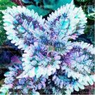 Rare 100PCS Coleus Flower Bonsai Plectranthus scutellarioides Perennial Indoor Colorful Leaf Herb