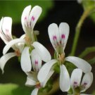 Rare 5 Seeds Pelargonium odoratissimum Peppermint - Apple-Rose