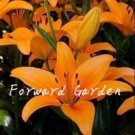 Rare 100PCS Colorful Lily Seeds