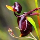 Rare 200 Seeds Flying Duck Orchid Plants for Home Garden China Rare Flowers