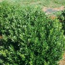 Rare 25 Seeds Eed Ilex Glabra Seeds Non-Hybrid, Open-Pollinated