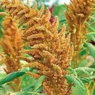 Rare Golden Giant Amaranth 100 Seeds Eed Eed Flowerveggie Seeds Non-Hybrid, Open-Pollinated